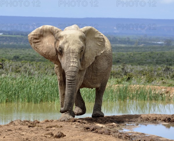 A female African Elephant in the Addo Park, South Africa, Africa