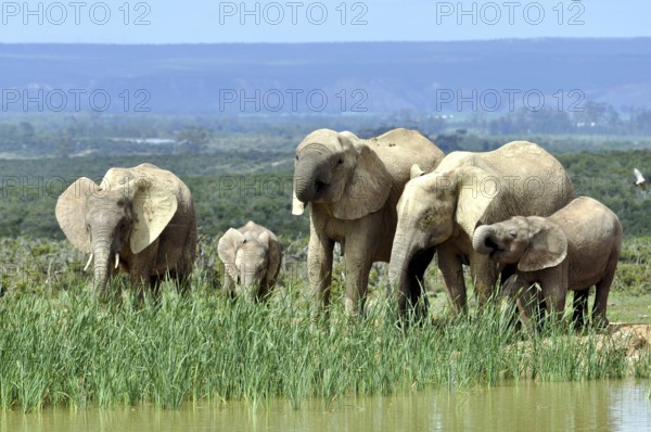 African Elephant herd in the Addo Elephant National Park, South Africa, Africa