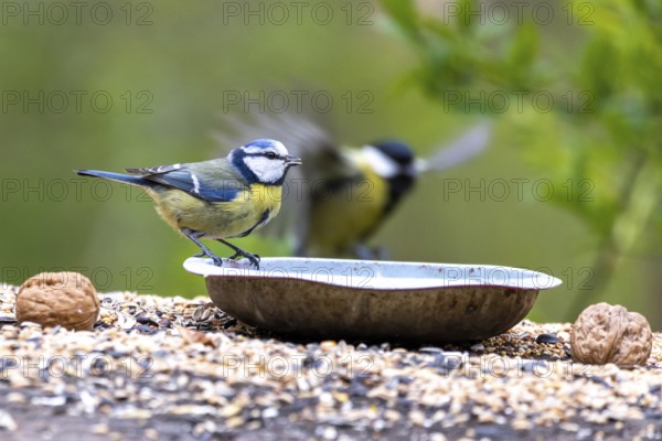 Feeding birds