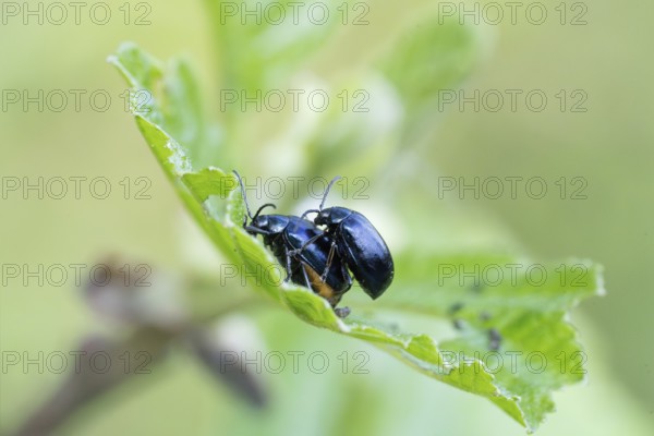 Agelastica alni (Agelastica alni), mating on leaf, North Rhine-Westphalia, Germany, Europe