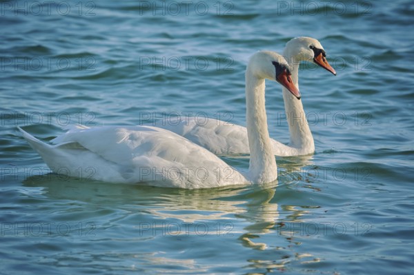 Pair of White Swans in the Black Sea Bay Varna, Bulgaria, Europe