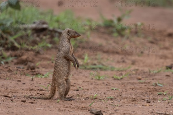 Zebra mongoose (Mungo mongoose), Qwabi Private Game Reserve, Biosphere Reserve, Limpopo, South Africa, Africa