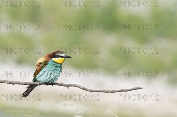 Merops apiaster, italy