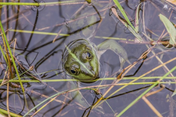 Edible Frog looks out of the water