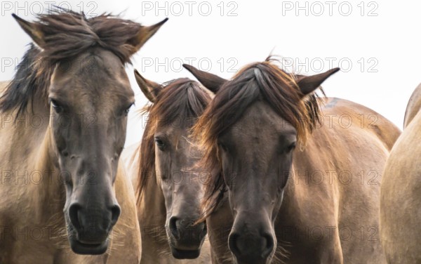 The Dülmen horses live wild near Dülmen, in the Merfelder Bruch nature reserve in North Rhine-Westphalia. The eel line on their backs is a typical feature of these wild horses. Wild live the Dülmen horses near Dülmen, in the nature reserve Merfelder Bruch, North Rhine-Westphalia. A characteristic feature of the wilds is the eel on the back