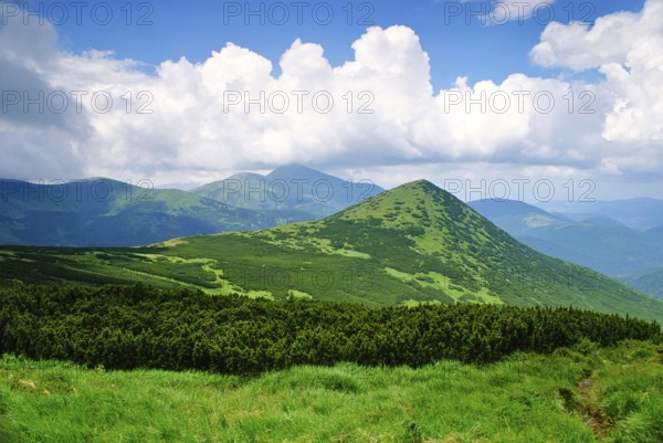 Pine bush in Carpathians witn clear blue sky