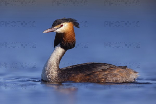 Great Crested Grebe, (Podiceps Scalloped ribbonfish), an animal, floating on the lake, water body, biotope, Europe, Spain, Hides de El Taray Floating Hid, Villafranca de los Caballeros, Castilla La Mancha / Toledo, Spain, Europe
