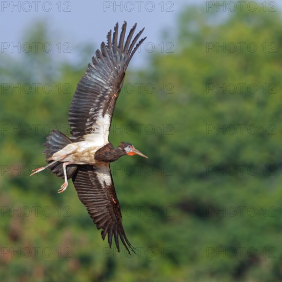 Abdim's stork, rain stork, Abdim, (Ciconia abdimii), African stork species, family of storks, Raysut Water Treatment Plant, Salalah, Dhofar, Oman, Asia