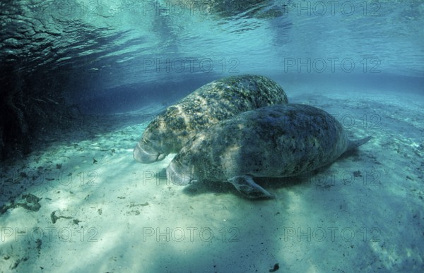 Round-tailed manatee, mother and calf, Trichechus manatus latirostris, USA, Florida, FL, Crystal River, North America