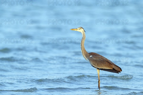 Great Egret, Heron, foraging, (Ardea cinerea) Salalah, Raysut, Dhofar, Oman, Asia