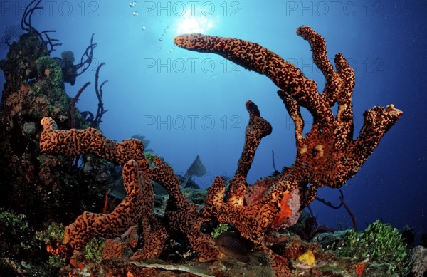 Caribbean tubular sponge, Aplysinia lacunosa, Catalina, Caribbean Sea, Dominican Republic, Central America