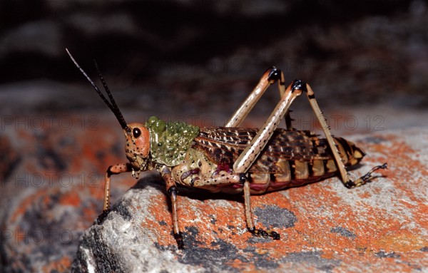 African grasshopper, Phymateus sp., South Africa, Tsitsikamma National Park, Otter trail, Africa