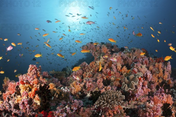 Soft corals and bannerfish, North Male Atoll, Indian Ocean, Maldives, Asia