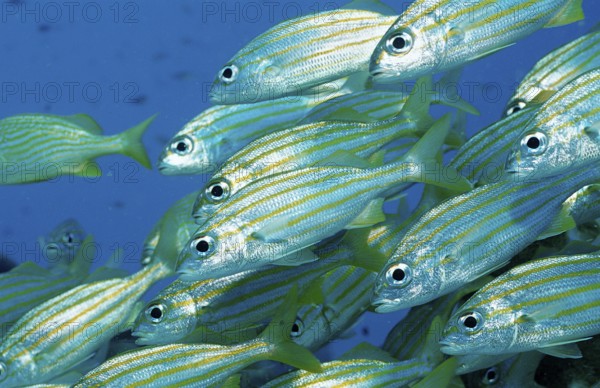 Yellow-striped grunt, Haemulon chrysargyreum, Netherlands Antilles, Bonaire, Caribbean, Caribbean Sea