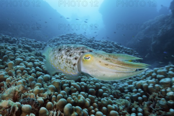 Broad-bodied cuttlefish, Sepia latimanus, Great Barrier Reef, Australia, Oceania