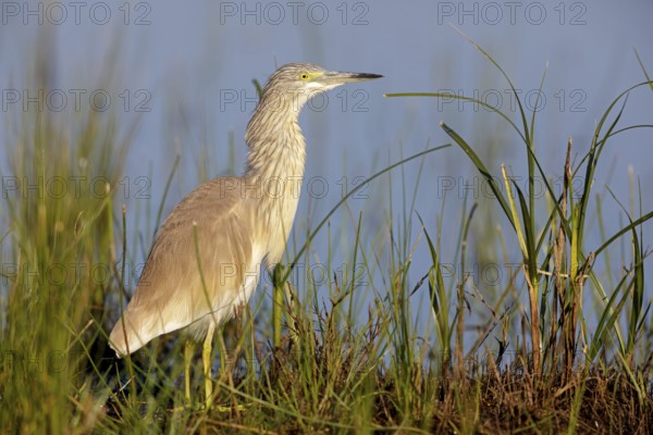 Squacco heron, heron, animals, birds, biotope, foraging, (Ardeola ralloides), Lesbos, Greece, Europe