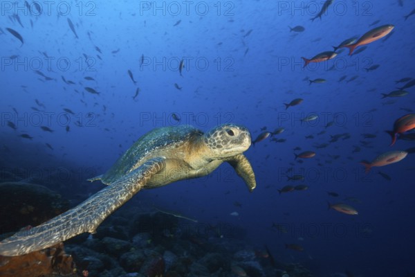 Green turtle, Chelonia mydas, Wolf Island, Galapagos, Ecuador, South America