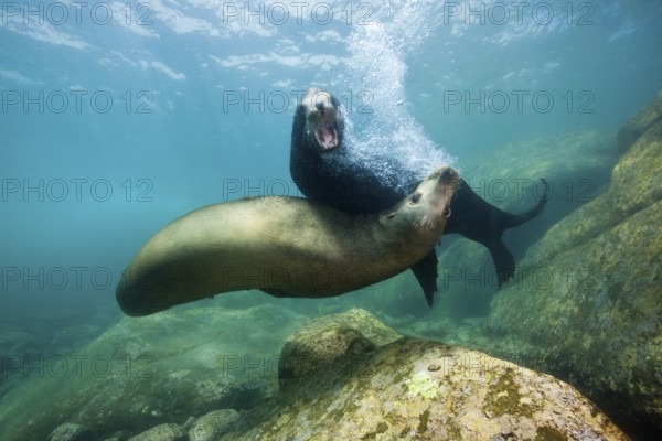 California sea lions, Zalophus californianus, Cabo Pulmo National Park, Baja California Sur, Mexico, Central America