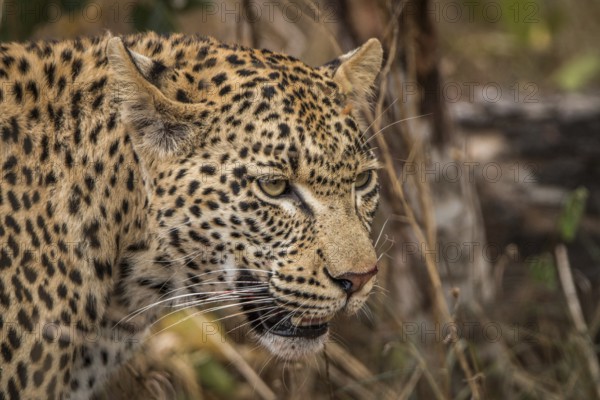 Side profile of a Leopard in the Sabi Sands, South Africa, Africa