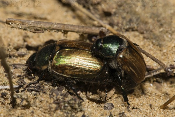 July beetle (Anomala dubia)