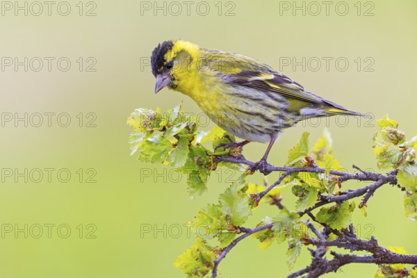 Siskin, (Carduelis spinu), animals, birds, siskin, subfamily of goldfinches, Varanger Bird Park, Finnmark, Norway, Europe