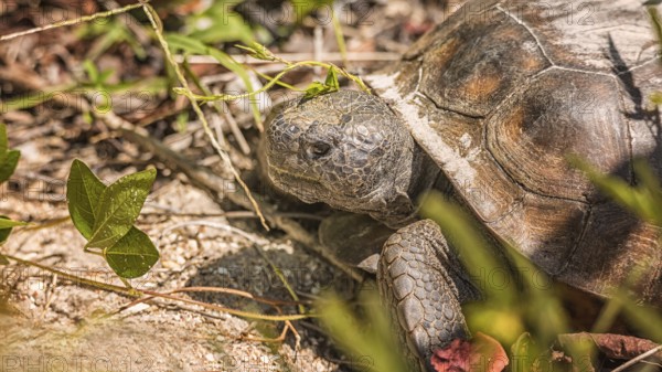 Large Tortoise Looking for Plants to Eat