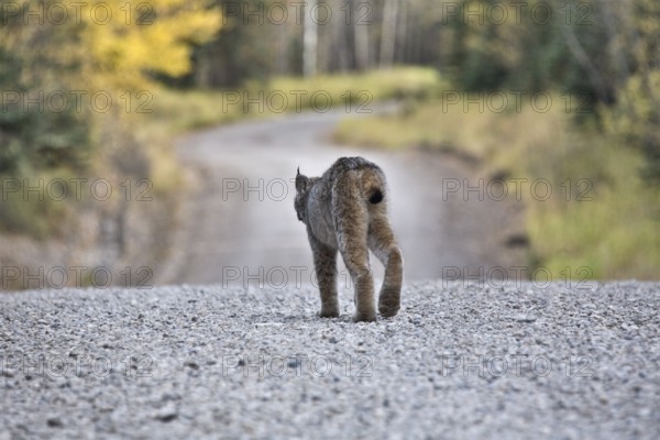 Rocky Mountain Lynx Alberta Canada Close young