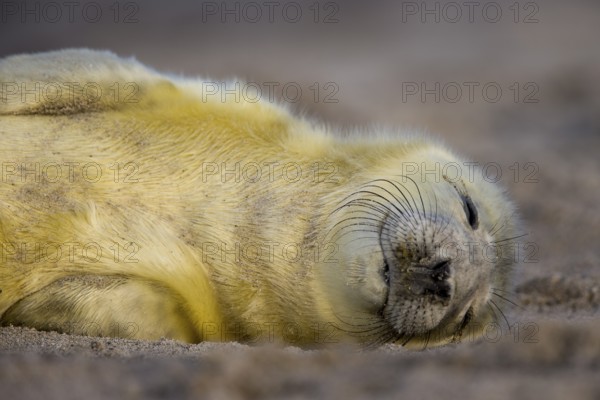 Grey seal baby lies sleeping on the beach of Heligoland