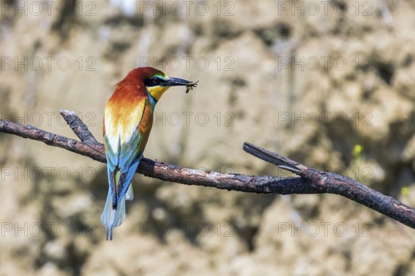 European Bee Eater (Merops Apiaster)