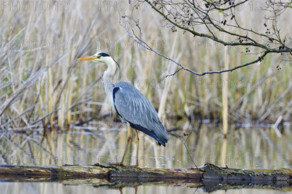 Grey heron waiting for prey. Grey heron fishing