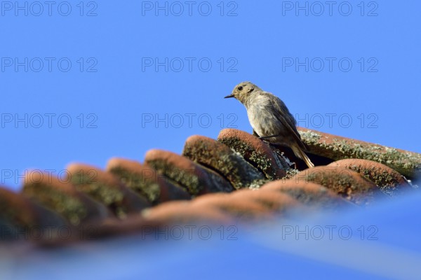 Young Black redstart in the evening sun. Young black redstart in the evening sun