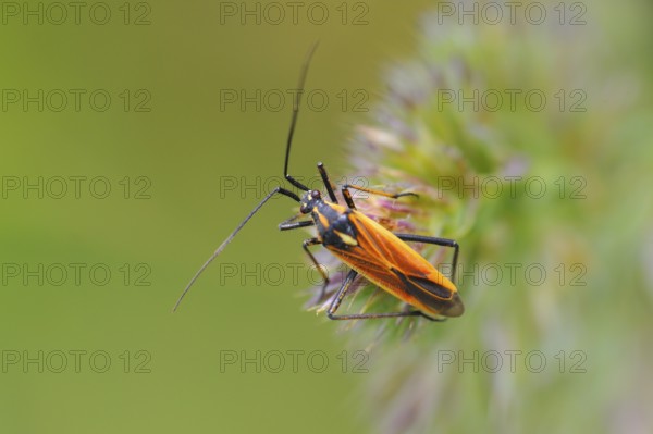 Meadow plant bug (Leptopterna dolabrata) ? Miridae (soft bugs), one male. Meadow plant bug