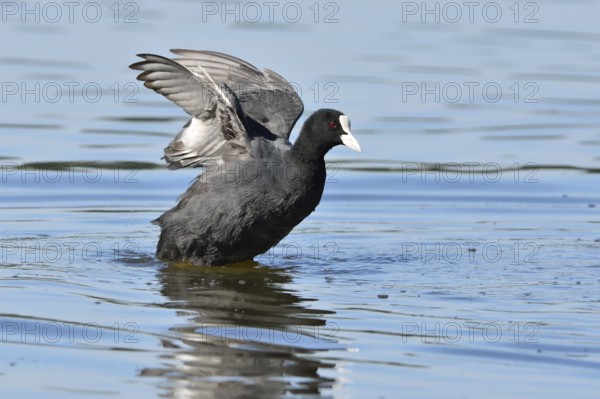Eurasian coot in Upper Lusatia, Black coot, Fulica atra, Eurasian coot