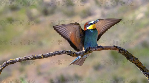 Bee-eater, Merops apiaster, Mediterranean Forest, Castilla y Leon, Spain, Europe