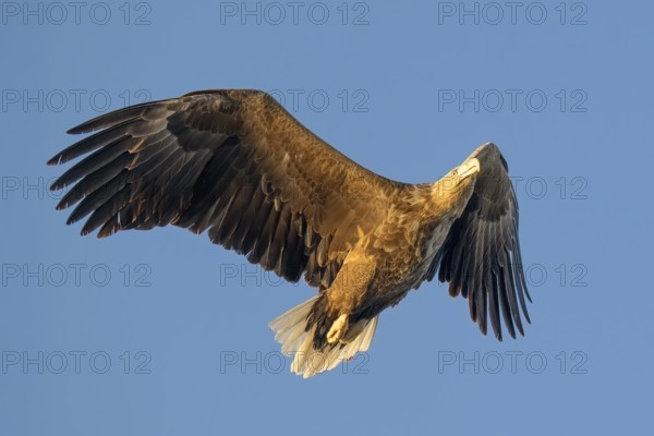 White-tailed eagle (Haliaeetus albicilla), Norway, Lofoten Islands, Europe