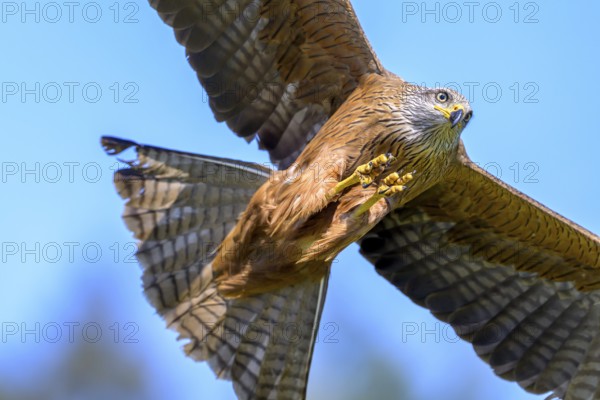 The black kite (Milvus migrans) flies energetically and concentrated against the clear blue sky, Kellerwald National Park, Edertal, Hesse, Germany, Europe
