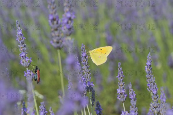 Common brimstone butterfly on Lavender flowers