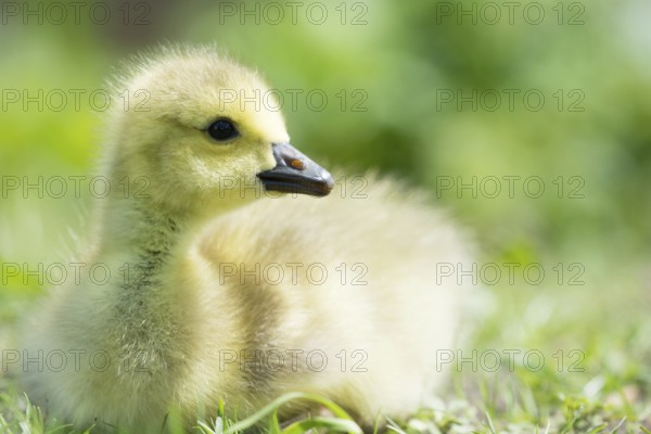 Little baby Canada goose