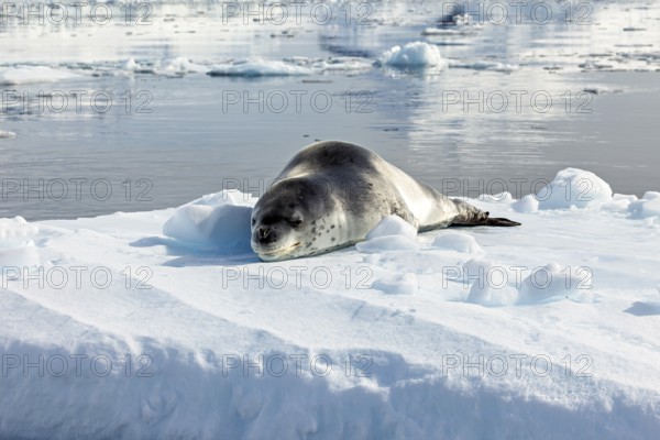 A seal rests on an ice floe in still Arctic waters surrounded by snow, leopard seal (Hydrurga leptonyx) on an ice floe in the Antarctic