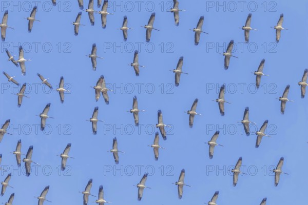 Flying flock of Common Crane (Grus grus) in flight blue skies, migration