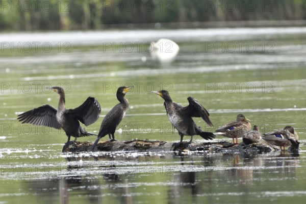 Cormorants in the Upper Lusatian pond area, Phalacrocorax carbo, Great Cormorant