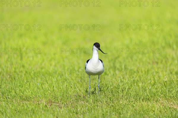 Pied Avocet standing in grass