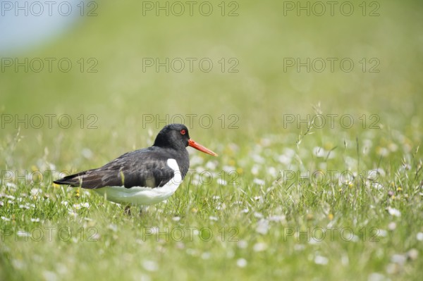 Eurasian oystercatcher in grass near the water