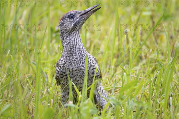 Green woodpecker, Picus viridis, young bird, juvenile sitting in the grass