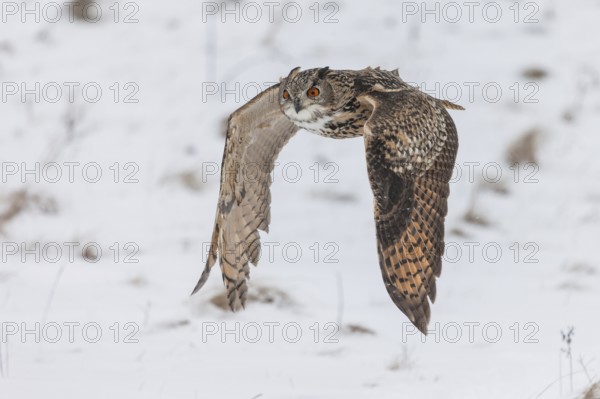 A captive Eurasian eagle owl (Bubo Bubo) at bird of prey nature reserve in winter with snow on the ground an gently falling