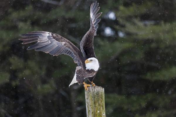 A North American bald eagle (Haliaeetus leucocephalus) at a bird of prey nature reserve