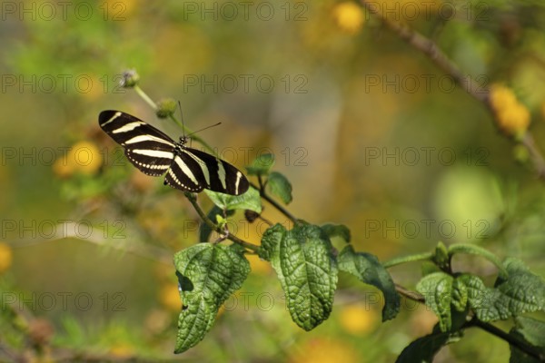 Zebra butterfly (Heliconius charithonia)