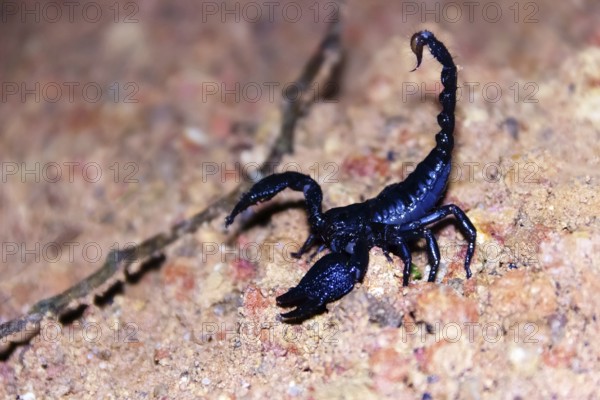 Asian forest scorpion (Heterometrus spinifer) blue-black (metallic blue). giant 10 cm scorpion hunts giant cockroaches Periplaneta at night. Sri Lanka, tropical rainforest on coast