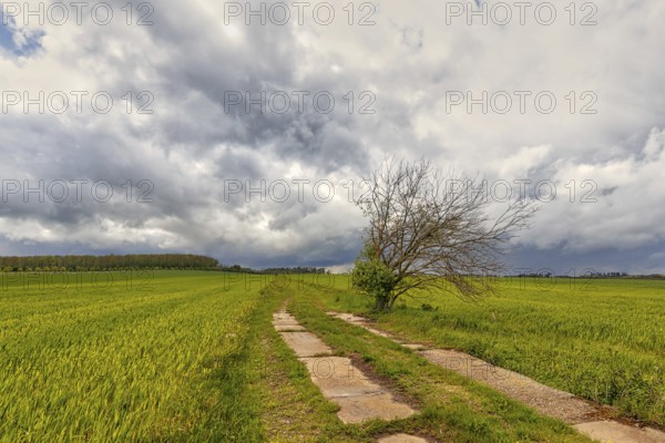 Harz landscape Selketal