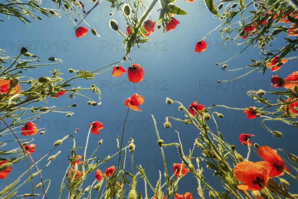 Bottom view of the red poppies and blue sky. Summer poppy field